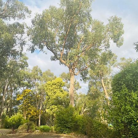 Sanctuary House Resort Motel Healesville Esterno foto