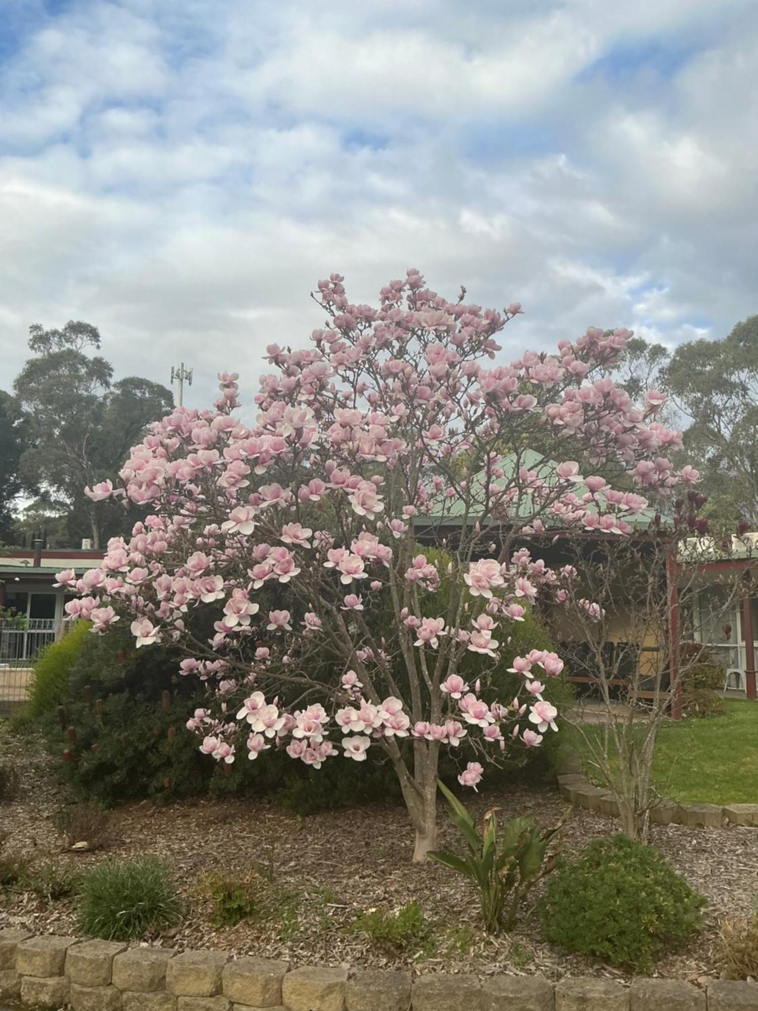 Sanctuary House Resort Motel Healesville Esterno foto