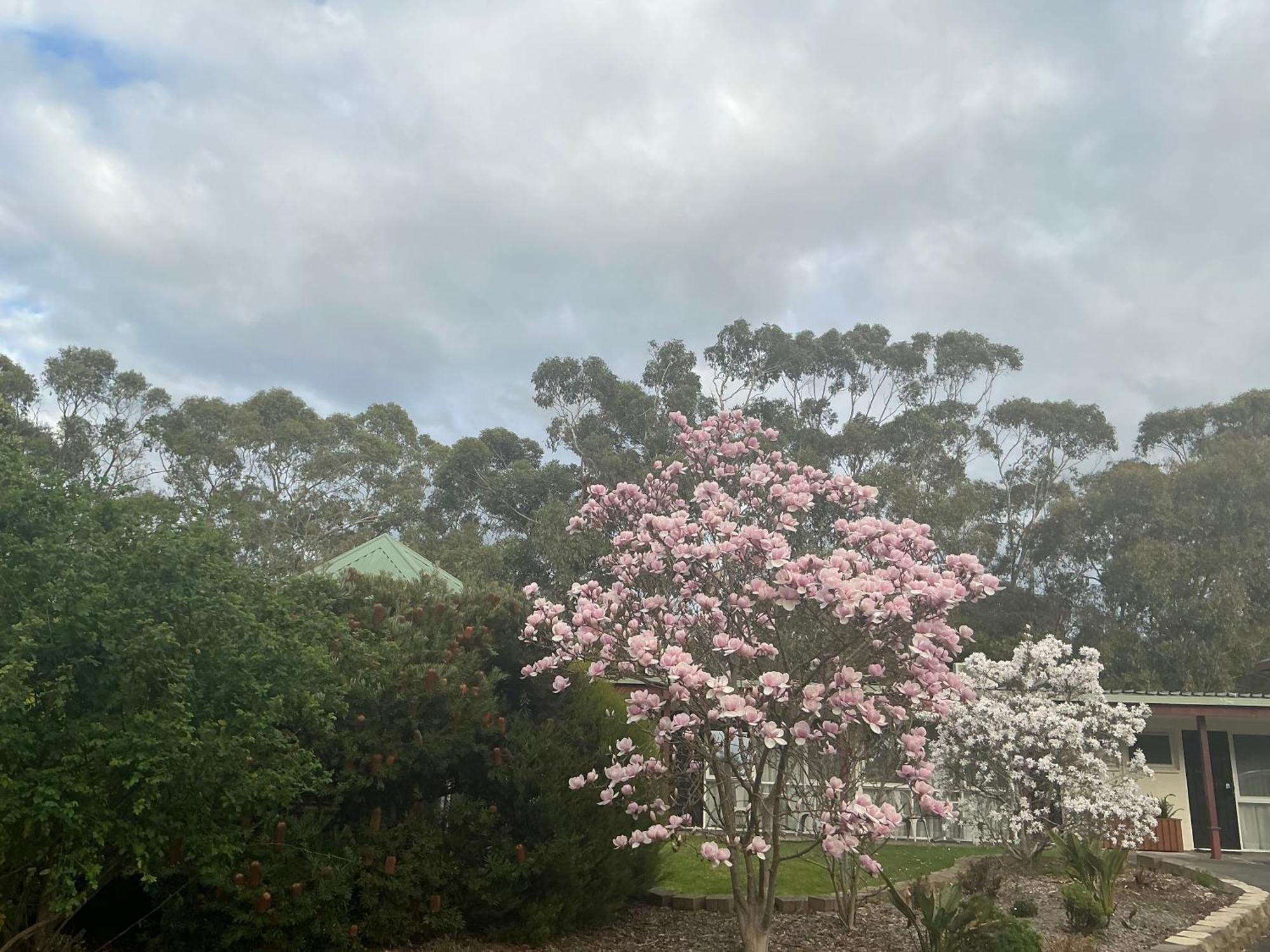 Sanctuary House Resort Motel Healesville Esterno foto